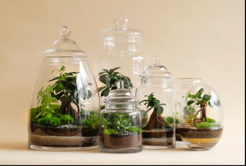 Niwa Terrarums.